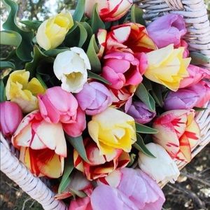 Meet your Posher, Mandi